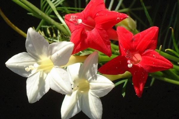 蔦蘿什么時候開花 蔦蘿花期是幾月