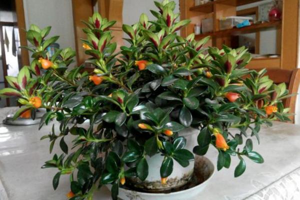 金魚吊蘭好養(yǎng)嗎 金魚吊蘭為什么不開花