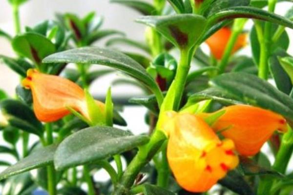 金魚吊蘭市場價(jià)格多少錢一盆  金魚吊蘭什么時(shí)候開花