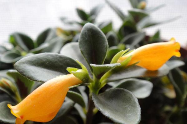 金魚吊蘭怎么澆水（多久澆一次） 金魚吊蘭什么時候開花