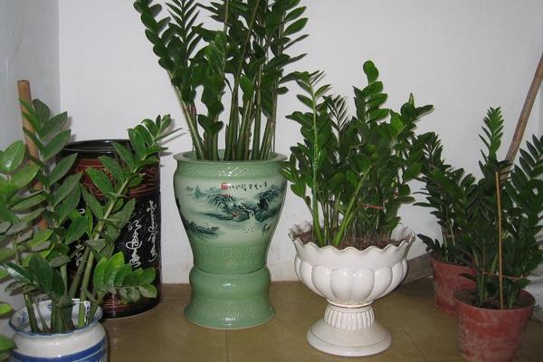 搖錢樹陽臺盆栽養殖方法與注意事項  搖錢樹怎么過冬