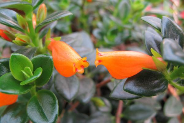 金魚吊蘭的作用及市場價(jià)值 金魚吊蘭的品種大全