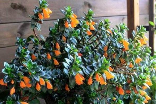 金魚吊蘭掉葉子怎么辦 金魚吊蘭葉子變黃的原因及解決辦法