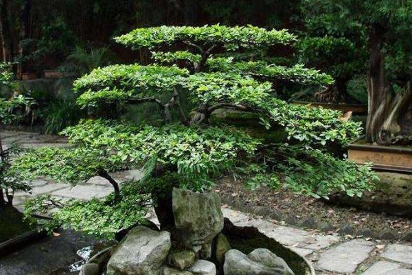 搖錢樹有毒嗎 搖錢樹能放在室內臥室養嗎