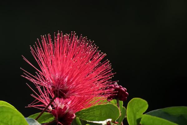 合歡花怎么種 合歡花種植方法與注意事項
