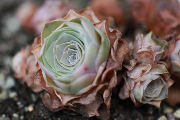 多肉山地玫瑰夏天要注意什么（度夏） 山地玫瑰過冬的方法