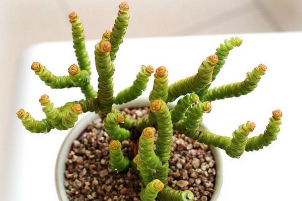 多肉植物錢串怎么養(yǎng)才能爆盆 錢串澆水施肥方法