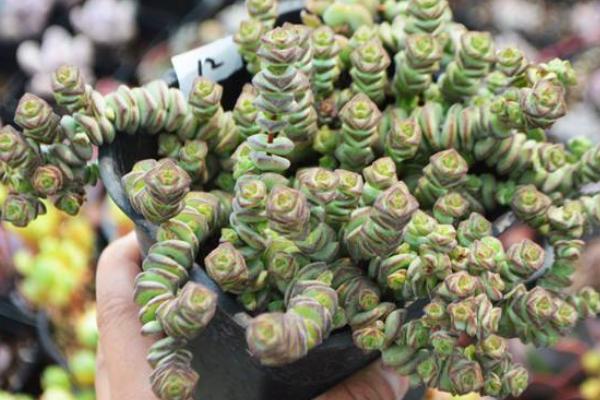 多肉植物錢串怎么養(yǎng)才能爆盆 錢串澆水施肥方法