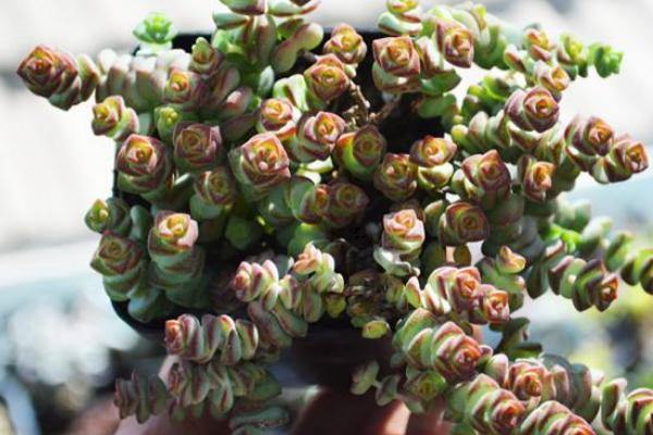 多肉植物錢串怎么養(yǎng)才能爆盆 錢串澆水施肥方法