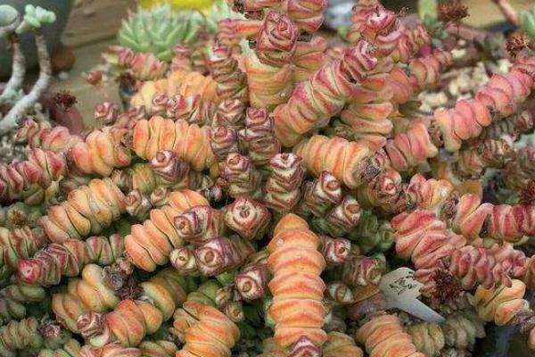 多肉植物錢串怎么養(yǎng)才能爆盆 錢串澆水施肥方法