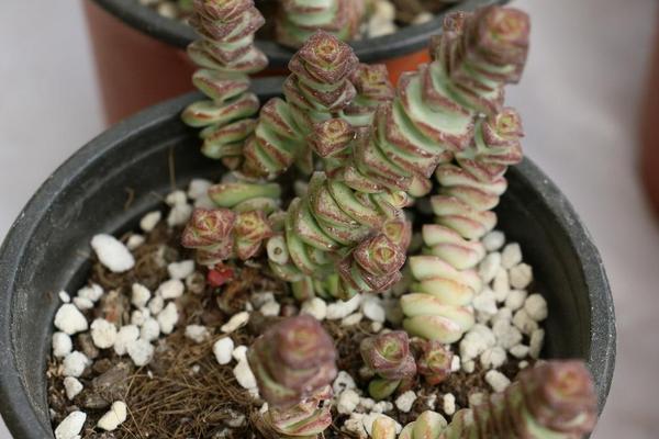 多肉植物錢串怎么養(yǎng)才能爆盆 錢串澆水施肥方法