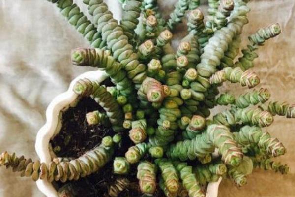 多肉植物錢串怎么養(yǎng)才能爆盆 錢串澆水施肥方法
