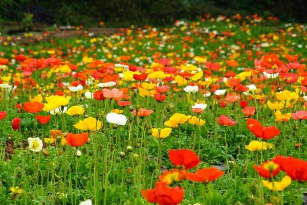 虞美人有毒嗎 虞美人花能放在室內(nèi)臥室嗎