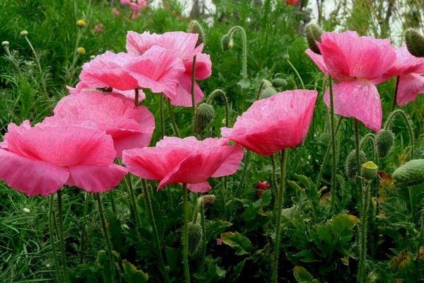 虞美人怎么種 虞美人種植方法與注意事項