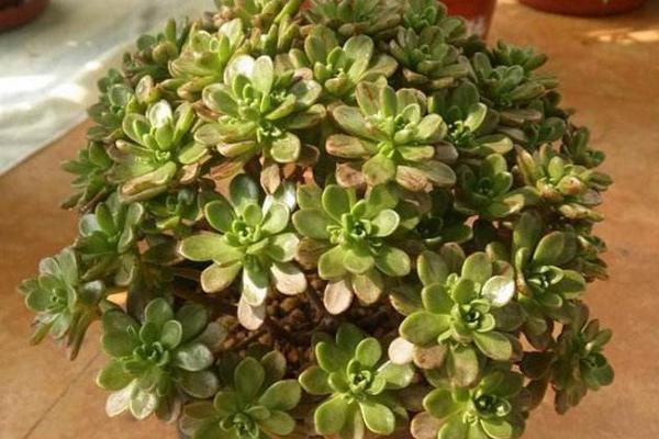 多肉植物小人祭怎么養(yǎng) 小人祭什么時候開花