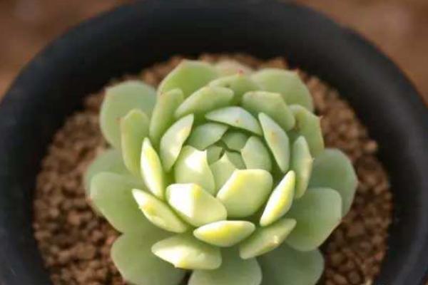 靜夜多肉怎么養(yǎng)飽滿爆盆（用什么土） 靜夜徒長(zhǎng)怎么處理