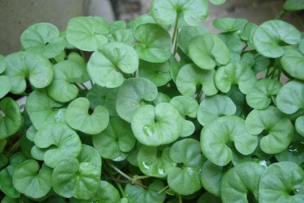 馬蹄金種子怎么種 馬蹄金種植方法與注意事項