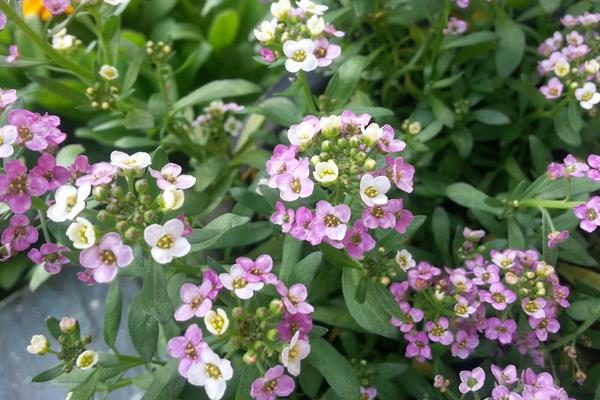 香雪球什么時(shí)候開(kāi)花 香雪球花期是幾月