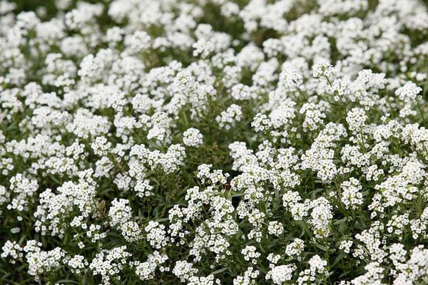 香雪球什么時(shí)候開(kāi)花 香雪球花期是幾月