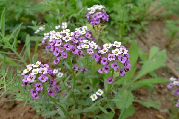 香雪球什么時(shí)候開(kāi)花 香雪球花期是幾月