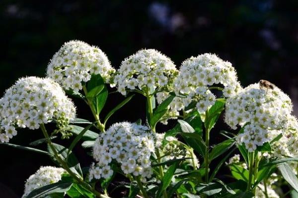 香雪球什么時(shí)候開(kāi)花 香雪球花期是幾月