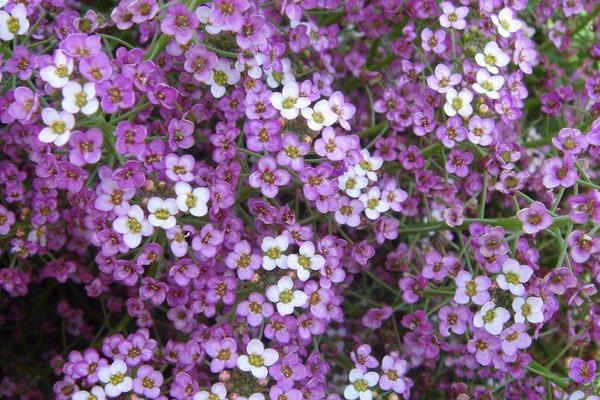 香雪球什么時(shí)候開(kāi)花 香雪球花期是幾月