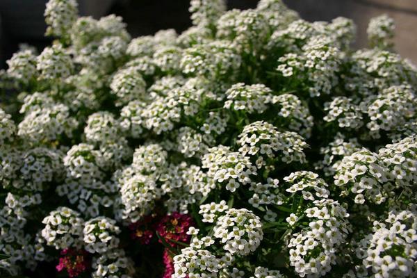 香雪球什么時(shí)候開(kāi)花 香雪球花期是幾月