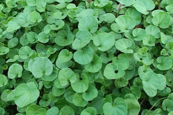 馬蹄金種子市場價格多少錢一斤 室內可以種馬蹄金嗎