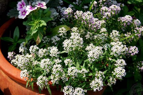 香雪球種子怎么種 香雪球的種植方法與注意事項(xiàng)