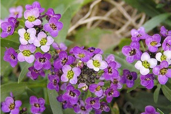 香雪球種子怎么種 香雪球的種植方法與注意事項