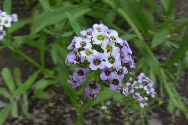 香雪球種子怎么種 香雪球的種植方法與注意事項