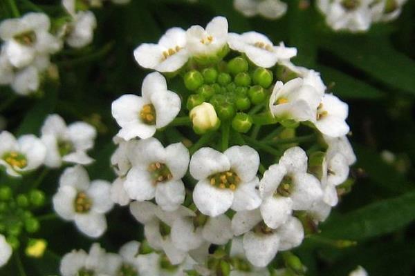 香雪球種子怎么種 香雪球的種植方法與注意事項