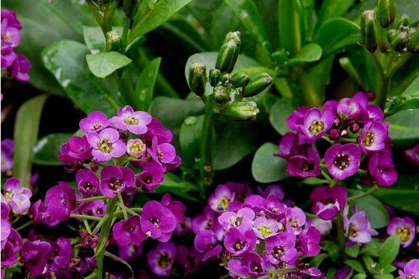 香雪球種子怎么種 香雪球的種植方法與注意事項