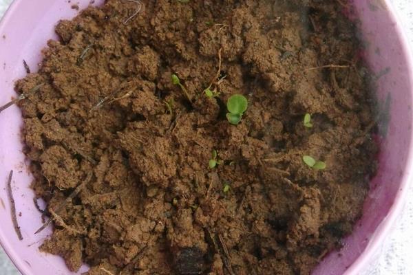 香雪球種子怎么種 香雪球的種植方法與注意事項