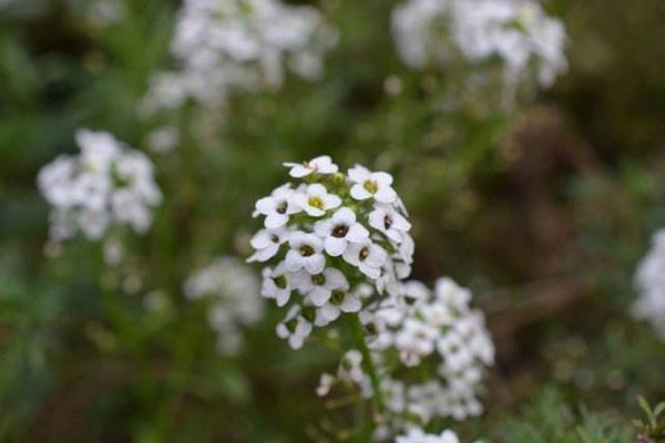 香雪球種子怎么種 香雪球的種植方法與注意事項