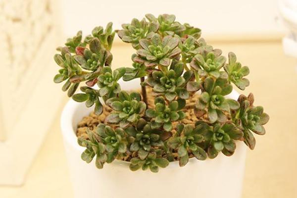 多肉植物小人祭怎么養(yǎng) 小人祭什么時候開花