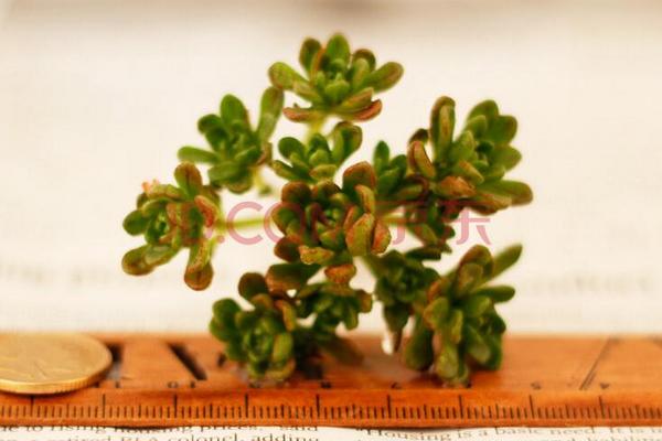 多肉植物小人祭怎么養(yǎng) 小人祭什么時候開花