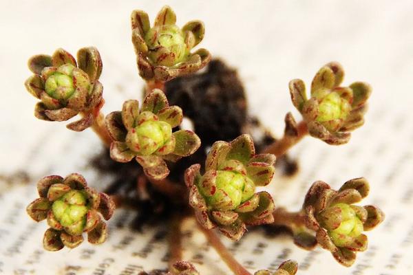 多肉植物小人祭怎么養(yǎng) 小人祭什么時候開花