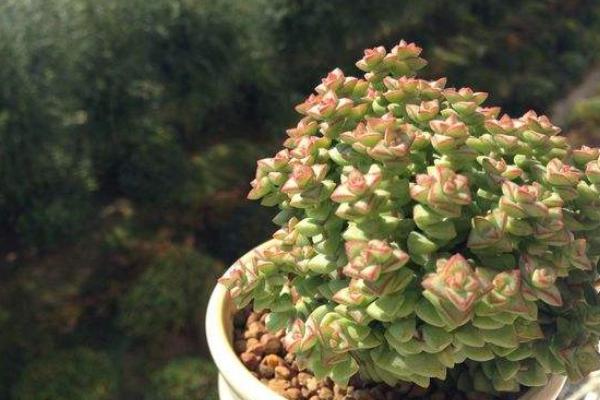 錢串多肉怎么繁殖 錢串多肉扦插方法