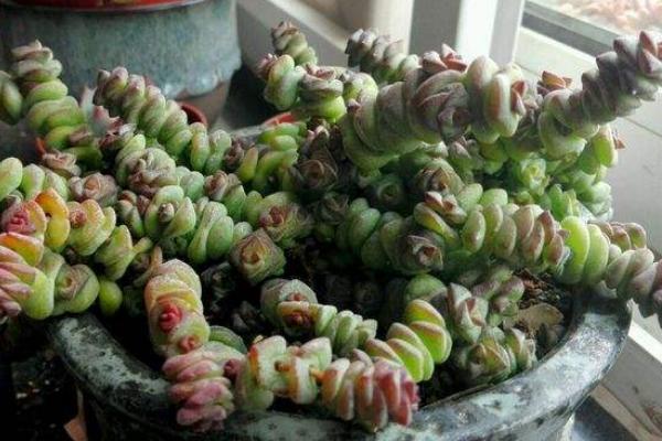 錢串多肉怎么繁殖 錢串多肉扦插方法