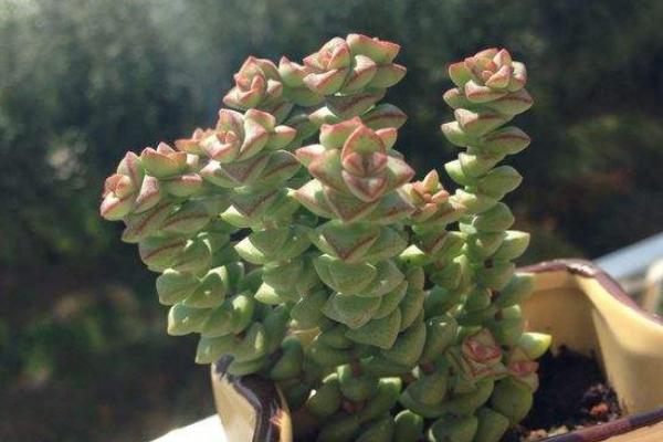 錢串多肉怎么繁殖 錢串多肉扦插方法