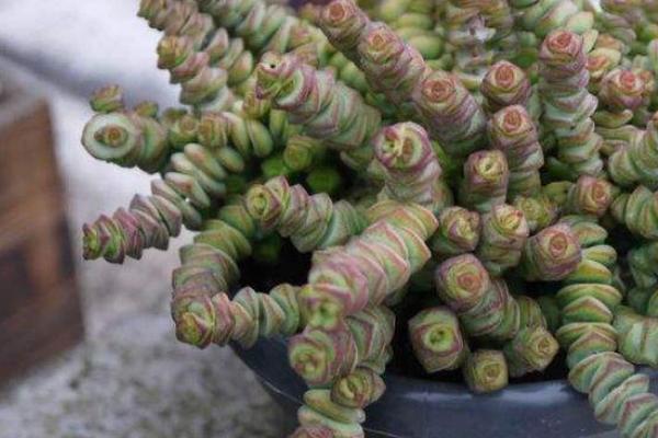 錢串多肉怎么繁殖 錢串多肉扦插方法