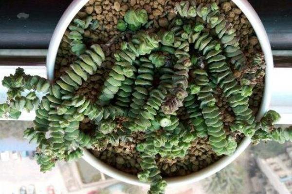 錢串多肉怎么繁殖 錢串多肉扦插方法