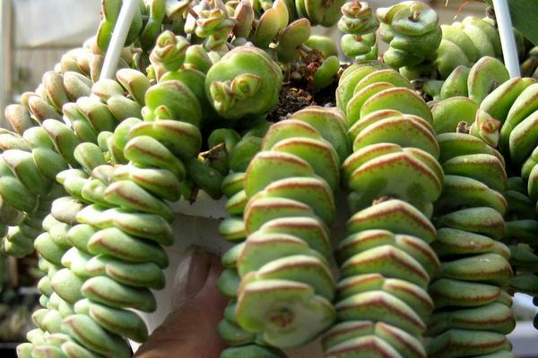 錢串多肉怎么繁殖 錢串多肉扦插方法