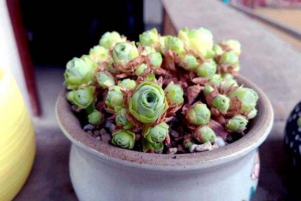 山地玫瑰怎么換盆 多肉植物山地玫瑰澆水注意事項