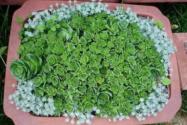 山地玫瑰怎么換盆 多肉植物山地玫瑰澆水注意事項