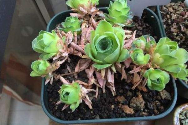 山地玫瑰怎么換盆 多肉植物山地玫瑰澆水注意事項