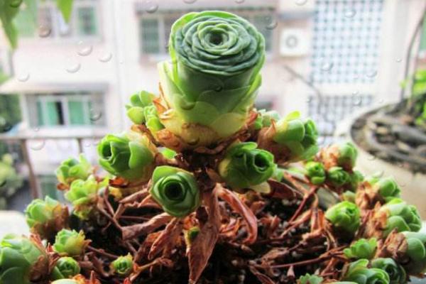 山地玫瑰怎么換盆 多肉植物山地玫瑰澆水注意事項