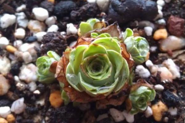 山地玫瑰怎么換盆 多肉植物山地玫瑰澆水注意事項