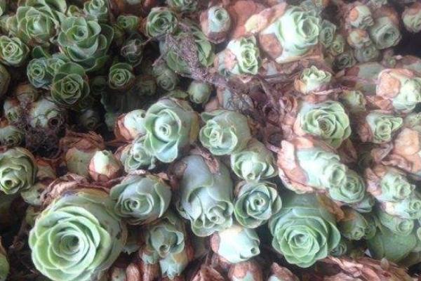 山地玫瑰怎么換盆 多肉植物山地玫瑰澆水注意事項